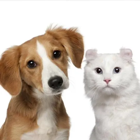 Totalmente Independiente Con Piscina Comunitaria * Calpe